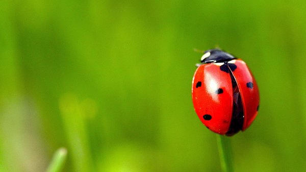What holiday is today? Ladybug Flight Day! - Holidays, Ladybug, Creation, Animals, ladybug