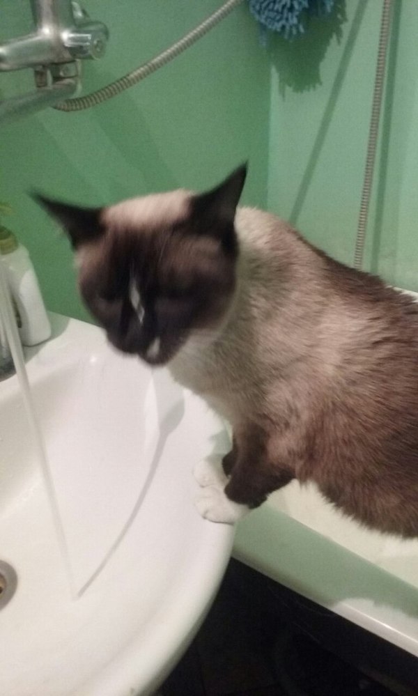 Missing Siamese cat in Brest, please help in search. - My, The missing, Lost cat, Tag, cat, Help, Brest