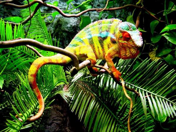 10 animals with the brightest colors. - Wild animals, The photo, Longpost