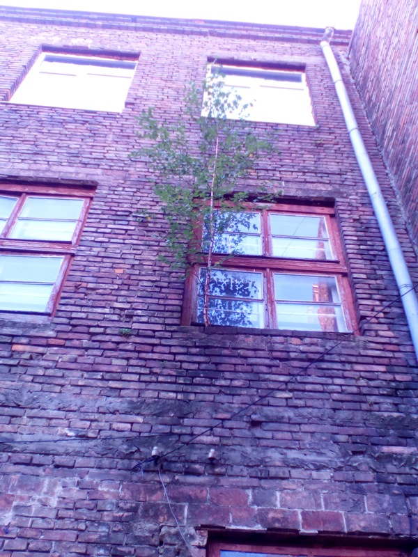 That moment when you really want to live. - My, Wall, Tree, In spite of, Photo