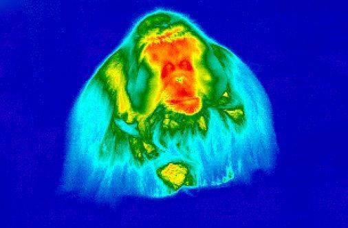 How a thermal imager works - My, Thermal imager, , Thermogram, Longpost