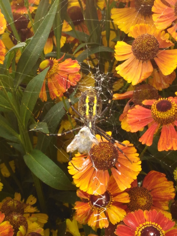 Spider - My, Spider, Nature, Photo, The photo, Naturalism, Longpost