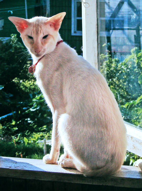 Missing white cat (sphinx). Reward! - My, Lost cat, The missing, , Sphinx, Search for animals, Reward