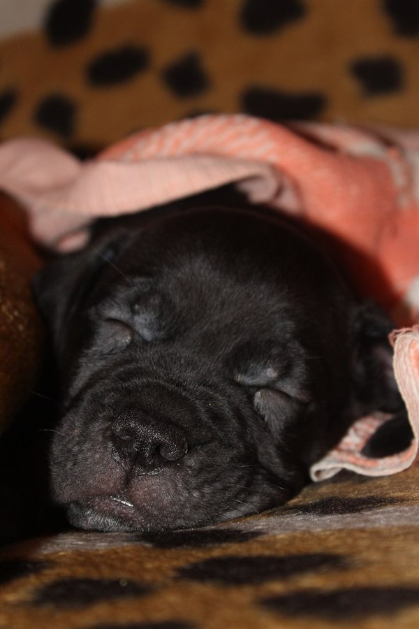 Big and sweet animal - Dog, Cane Corso, Puppies, Boston, Carrot, Friend, My, Longpost