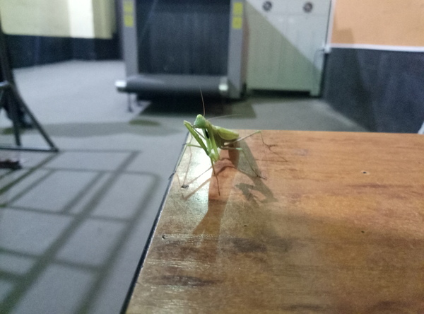 Unexpected guest - My, Mantis, Uninvited guests, Guests, My, Longpost