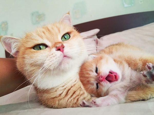 When your mom is pretty - cat, Kotevkorobke, Gorgeous, Nurse