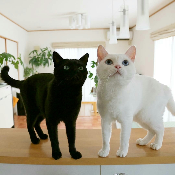 Inka and Yanka - cat, Kotevkorobke, Yin Yang