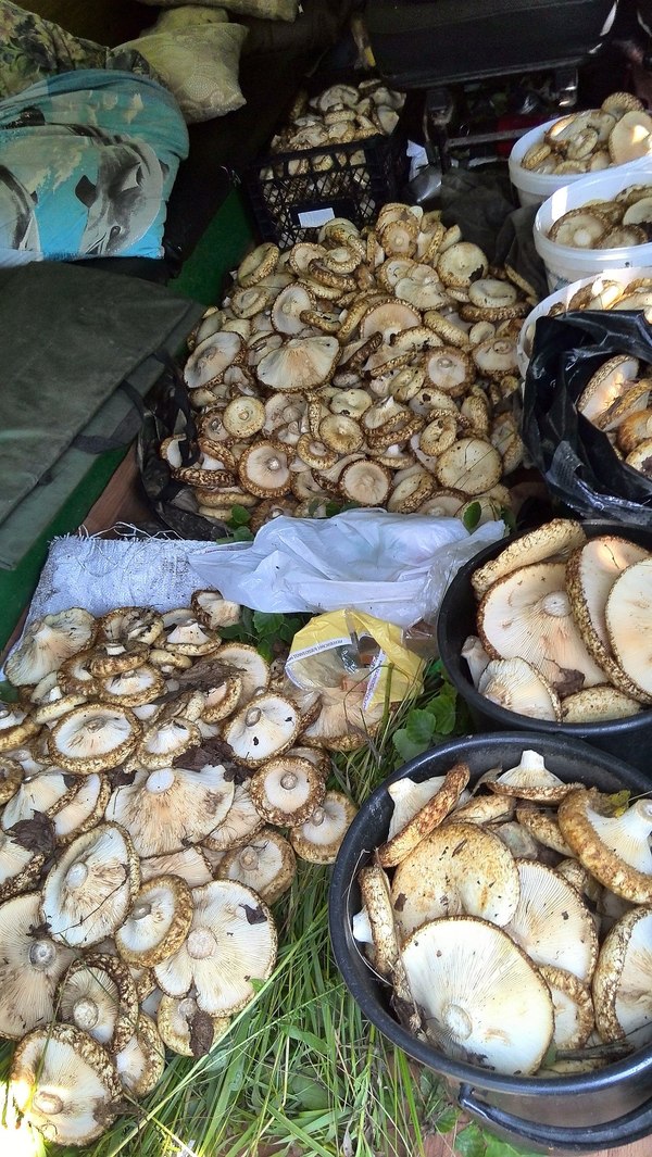 Mushrooms - Lactarius, Mushrooms, My, Forest