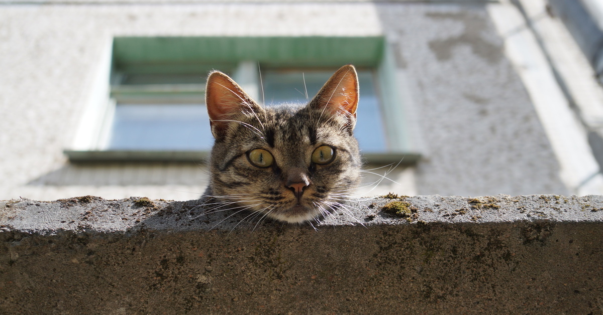 Включи кошку кошару. Кот бдит. Юмор о ситуации. Непонятная ситуация. Юмор в любой непонятной ситуации.