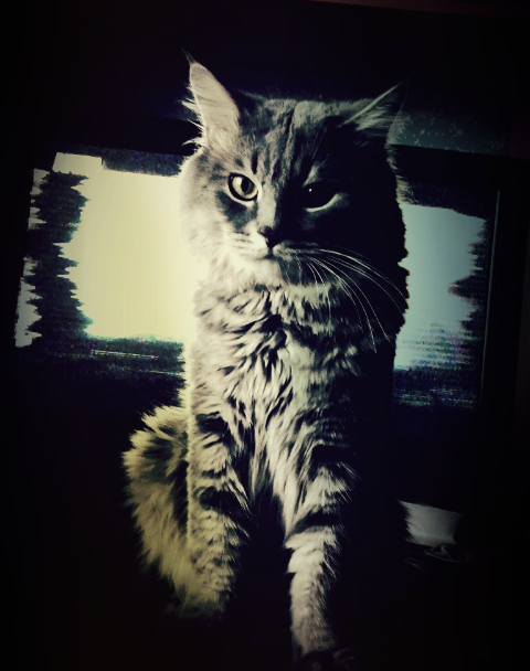 Просто фото моего сурьёзного кота вам в ленту