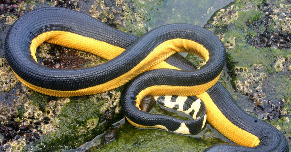 Como saber si una serpiente es venenosa