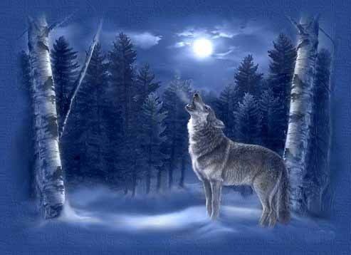 winter taiga - My, Poems, Forest, Wolf, Winter