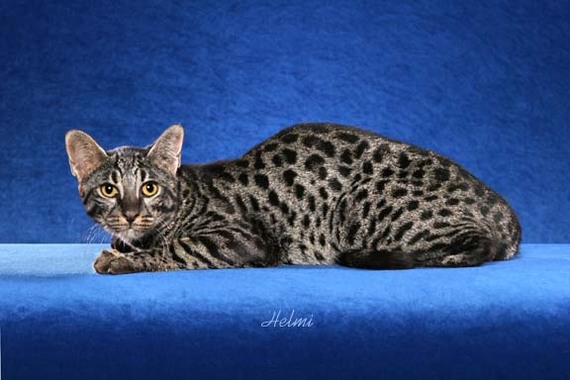 The most expensive cat breeds. Top 15 - cat, Animals, beauty, Top, Longpost