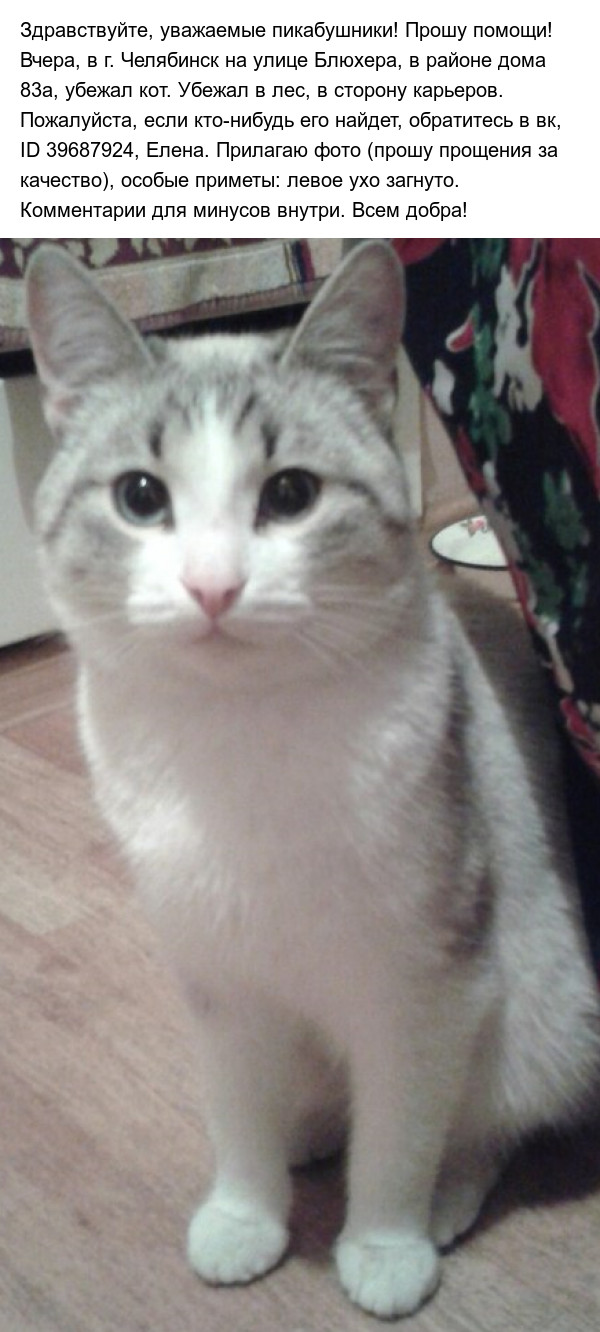 Lost cat! G. Chelyabinsk. - My, Chelyabinsk, Lost cat, Help, cat