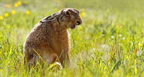 Охота на зайца-русака без гончей. Охота на зайца самотопом и троплением. Заяц, Русак, Охота, Тропление, Видео, Длиннопост