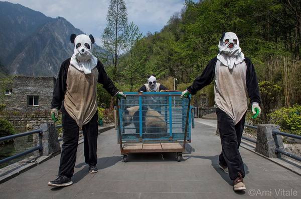 Ku Klux Pand - Reserves and sanctuaries, Nature, Photo, , The national geographic, Reserve, Panda