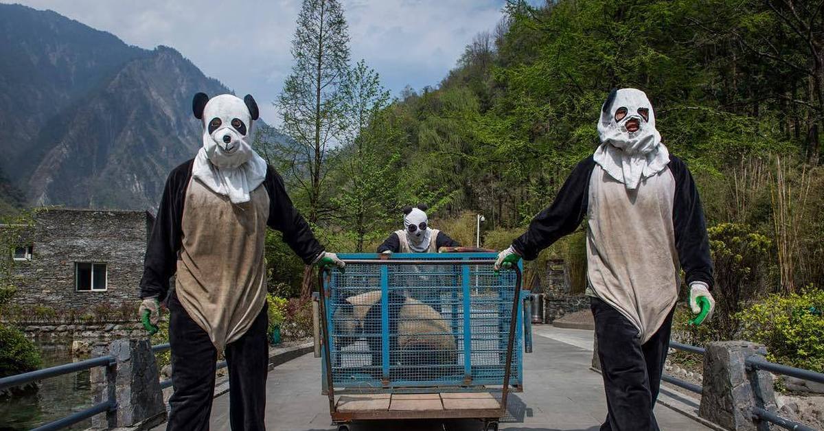 Включи страшную панду. Человек в костюме панды. Костюм панды. Смотритель панд. Человек в костюме панды зоопарк.