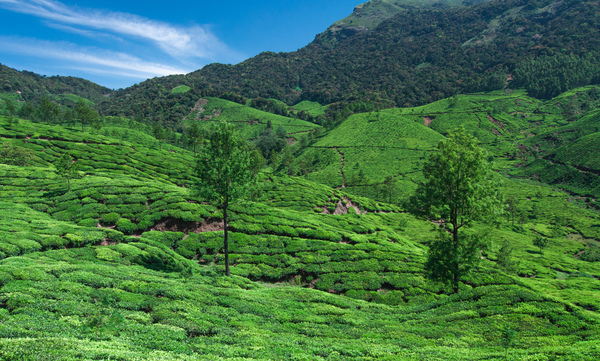 How tea is harvested - My, Tea, India, Photo, Longpost