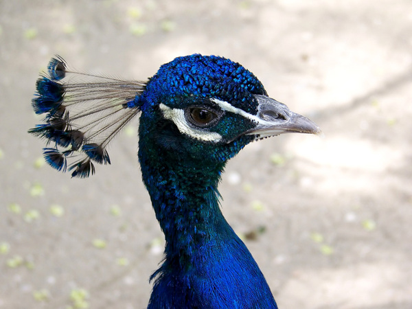 In the Rostov region accidentally found a farm with peacocks - Deer, Camels, Suddenly, Opening, Deer