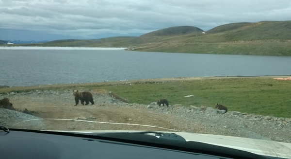 How we chased a bear in Chukotka - Deer, Animals, Deer, Chukotka, The Bears, My