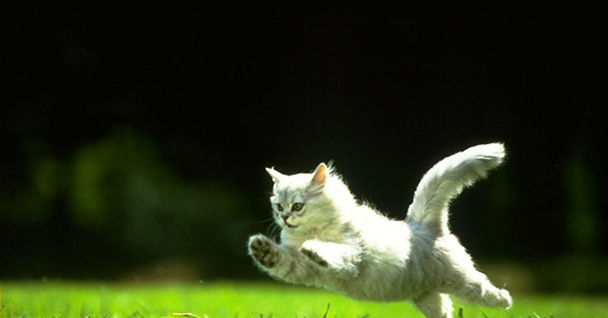 Включи кот бегать. Кошка в прыжке. Кошка бежит. Пушистый кот в прыжке. Котик бегает.