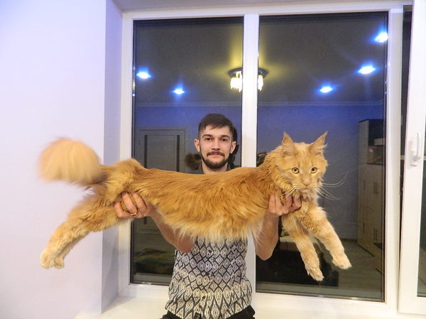 When I thought big domestic cats were a myth.. - cat, My, Maine Coon, Pets, Pet