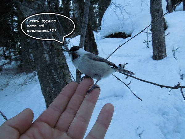 ����������, "������".