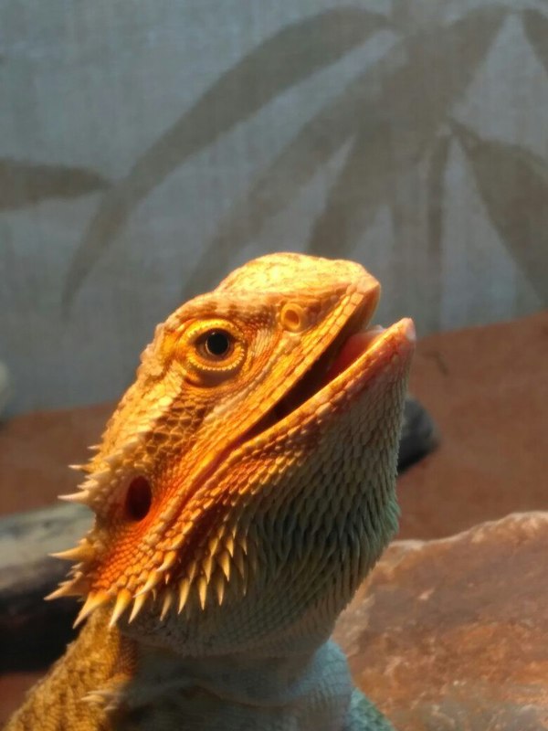 Smiling Agama - My, Lizard, Agama, , , Bearded dragon