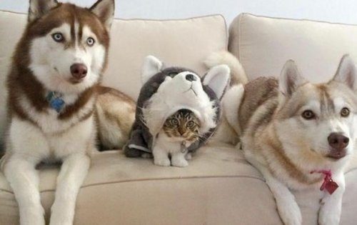 Cats who want to become dogs. - Animals, cat, Dog, Longpost