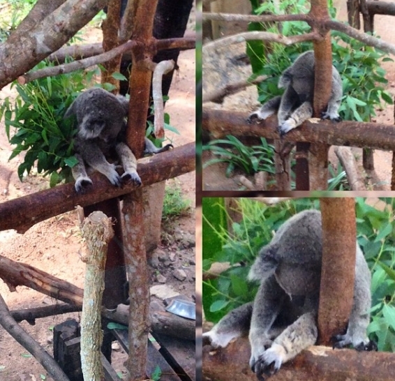 When a little depressed that it's not Friday yet - My, Wednesday, , Sadness, Koala