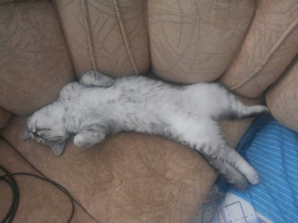 Хочу быть котом