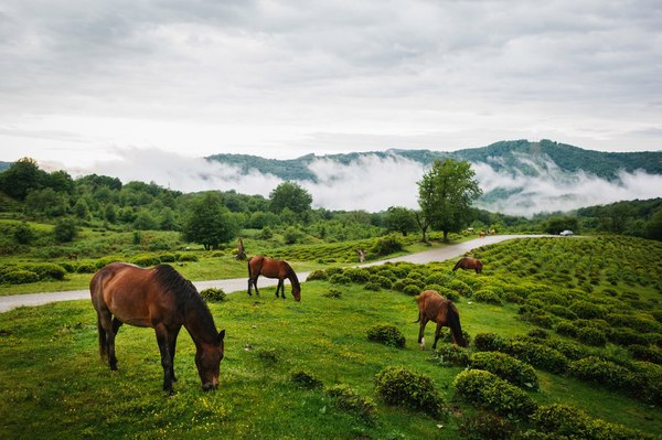 Tea plantation. - Tea plantation, Images, Photo, Horses