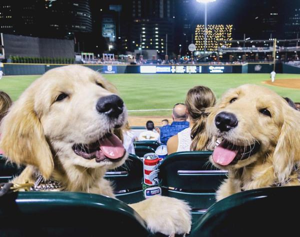 Two real fans of ball games. - Dog, , 