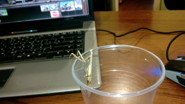 Speaking of mantises. - My, Longpost, , Minsk, Republic of Belarus, Mantis