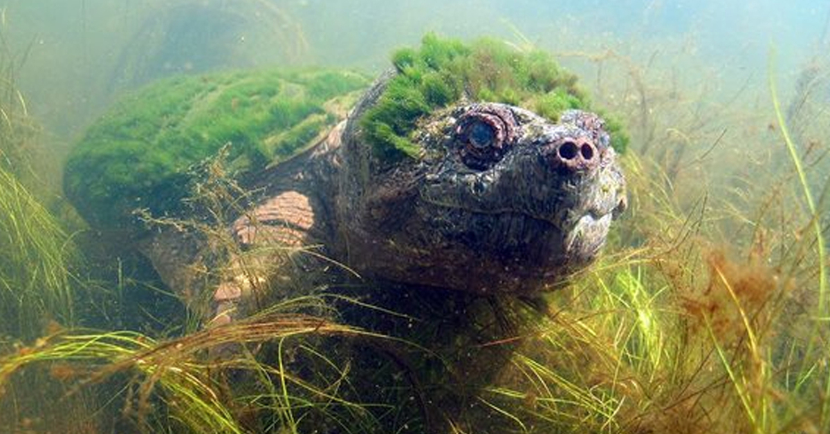 Заросший тиной. Черепаха Elusor macrurus. Черепаха в водорослях. Черепаха панк.