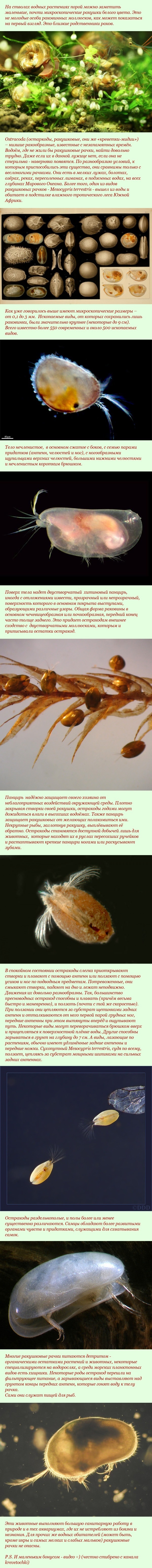 Shrimp Mussels - Longpost, Video, Biology, Hydrobiology, Crustaceans, Zoology, 