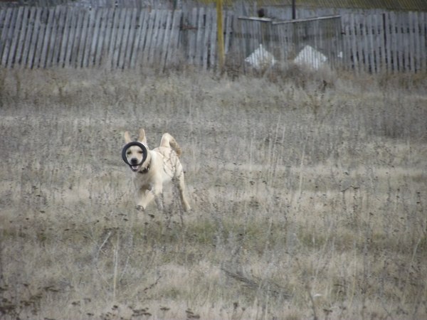 � ��������.