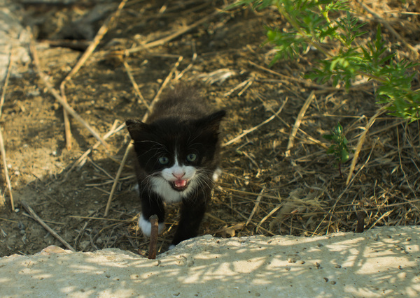 From the series - met on the road) - My, cat, Road to work, The photo, Soviet optics