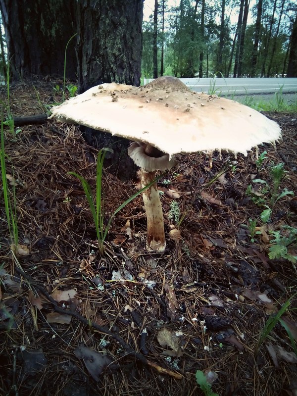 giant mushroom - Idiocy, Longpost, Silent hunt, My, Mushrooms