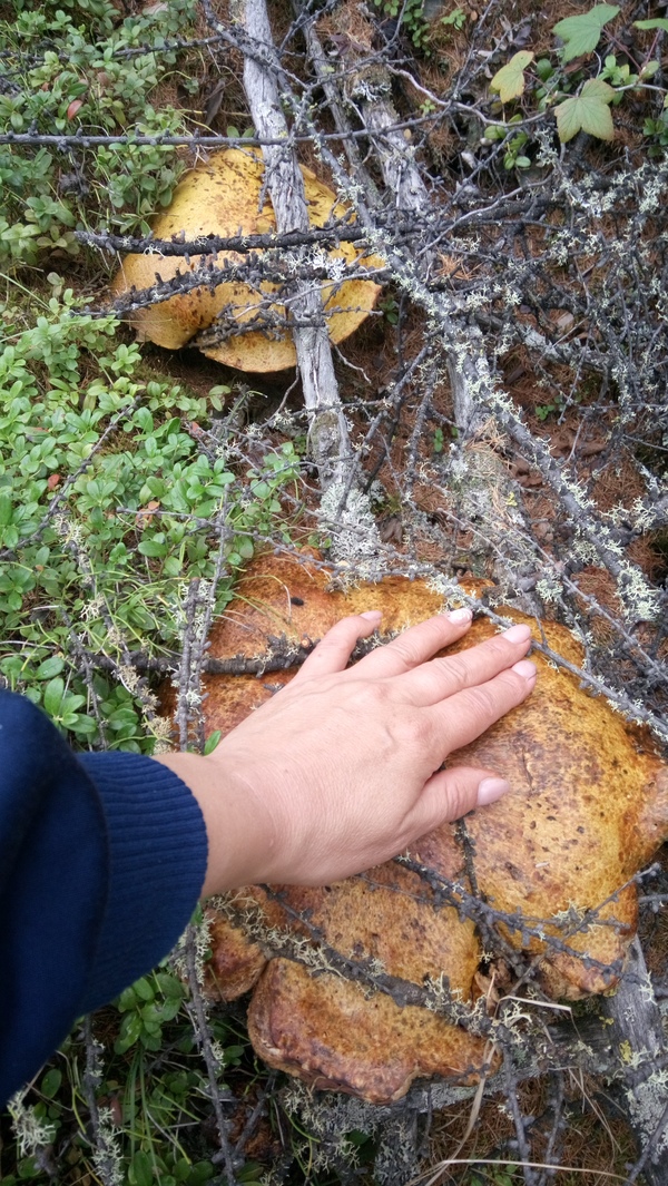 About mushrooms - Forest, My, Nature, Mushrooms