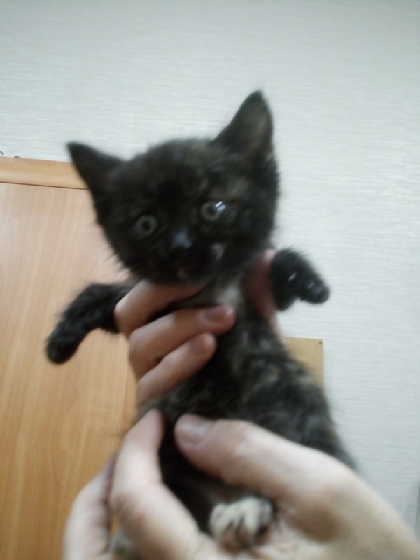 Kitten in good hands (Novosibirsk) - My, cat, , In good hands, Novosibirsk, Is free, Help, Milota, Longpost