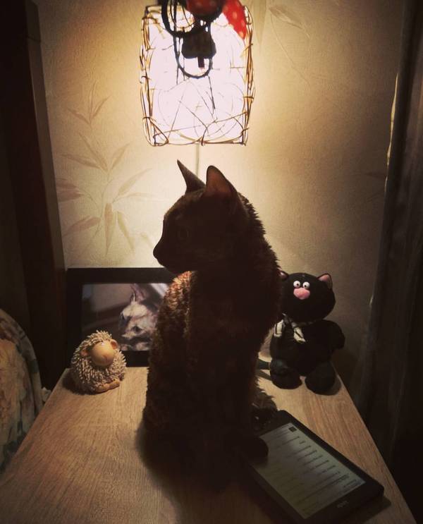 storyteller - My, cat, storyteller, , Cat with lamp
