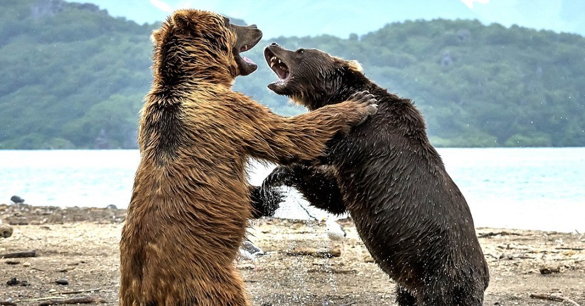 Почему 2 медведя. Медведи дерутся. Бурый медведь драка.