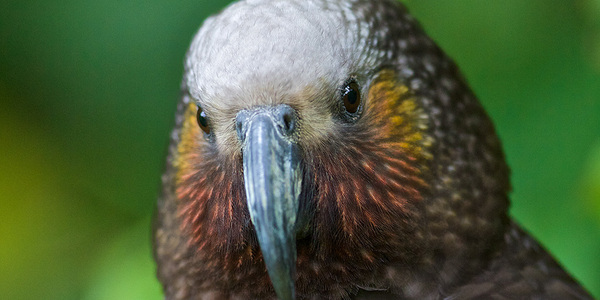 Kaka - the gray cardinal of New Zealand. - My, New Zealand, Birds, Peace, Nature, Interesting, Kindness, Animals, A parrot, Video, Longpost