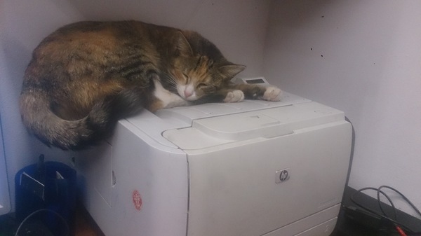 Printer temporarily unavailable - My, cat, Photo, Dream, Photo on sneaker