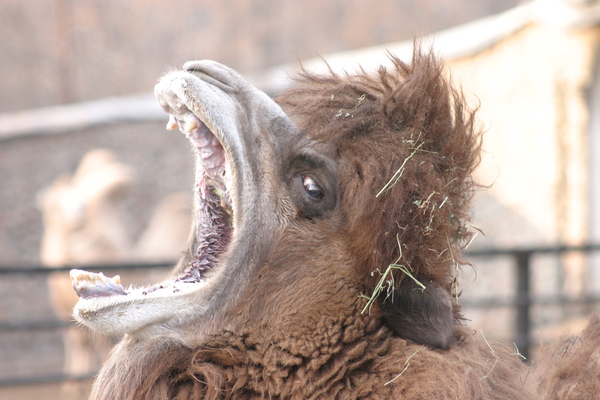 It seems this camel wanted to devour me - My, Photo, Camels, Zoo, To fall