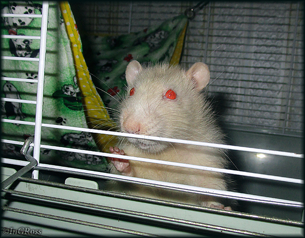 Мистер фотогеничность (Гаврюша).