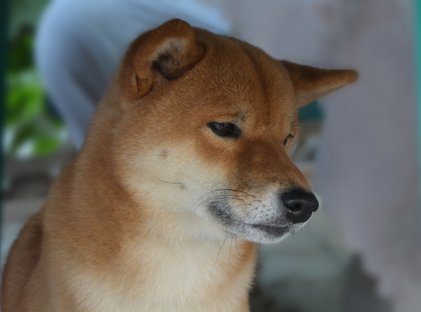 Сибуин порода собак фото