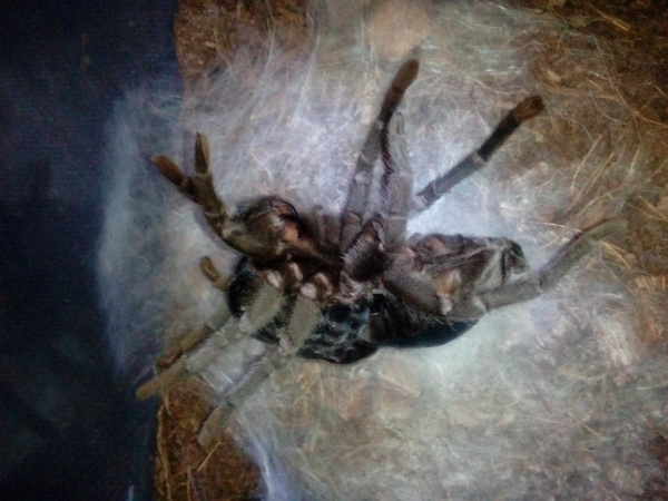 Looks like my pet is broken... - My, Spider, , Molting, Longpost