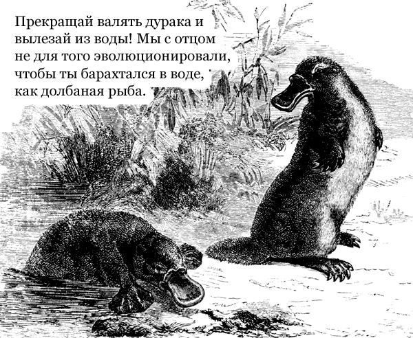 Evolution and children - Comics, Images, Evolution, Platypus, Parents and children, Laziness, Married To The Sea, Platypuses